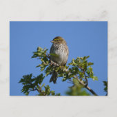 Savannah Gorgeous Postkarte (Vorderseite)