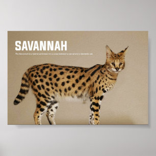 Savannah Kat Rasse Poster