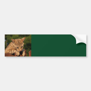 Savannah-Katze Hintergrund-Aufkleber Autoaufkleber