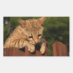 Savannah-Katze Rechteck-Aufkleber Rechteckiger Aufkleber