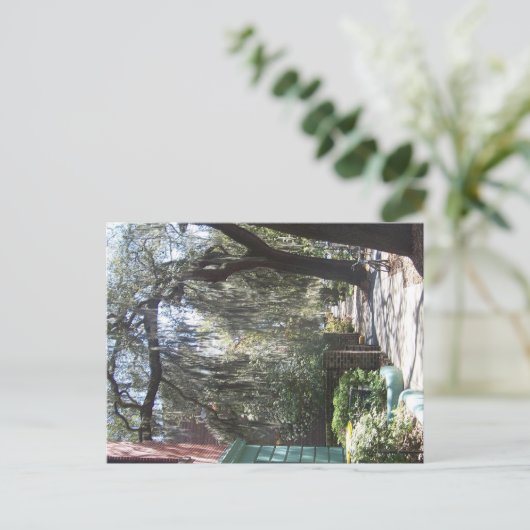 Savannah Moss Postkarte (Stehend Vorderseite)