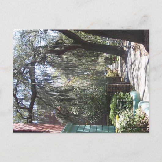 Savannah Moss Postkarte (Vorderseite)