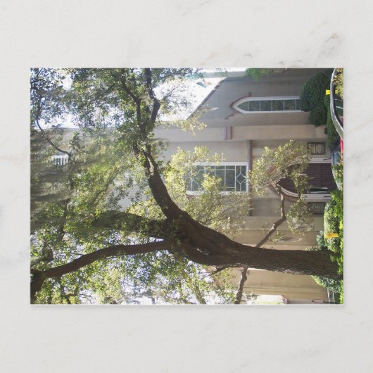 Savannah Mossy Cathedral Postkarte (Vorderseite)