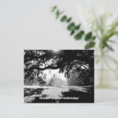 Savannah Postkarte (Stehend Vorderseite)