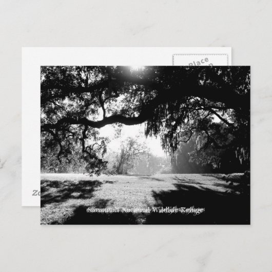 Savannah Postkarte (Vorne/Hinten)