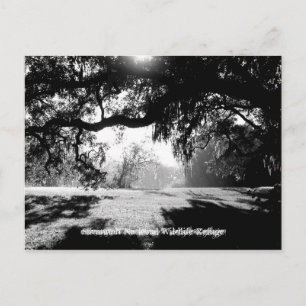 Savannah Postkarte