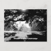 Savannah Postkarte (Vorderseite)