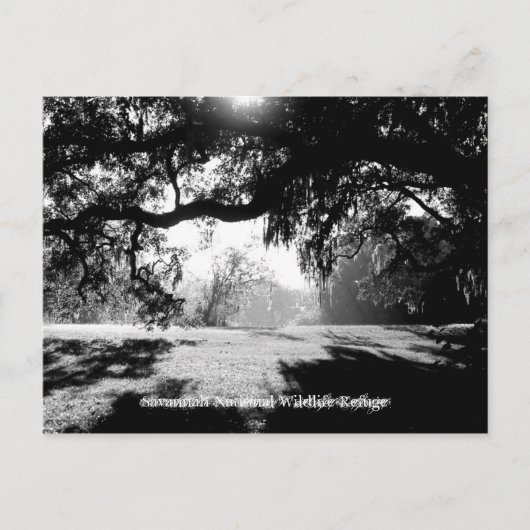 Savannah Postkarte (Vorderseite)