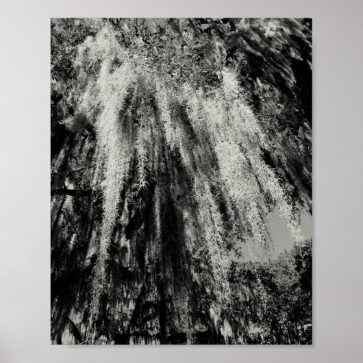 Savannah Series: Spanisches Moss Poster (Vorne)