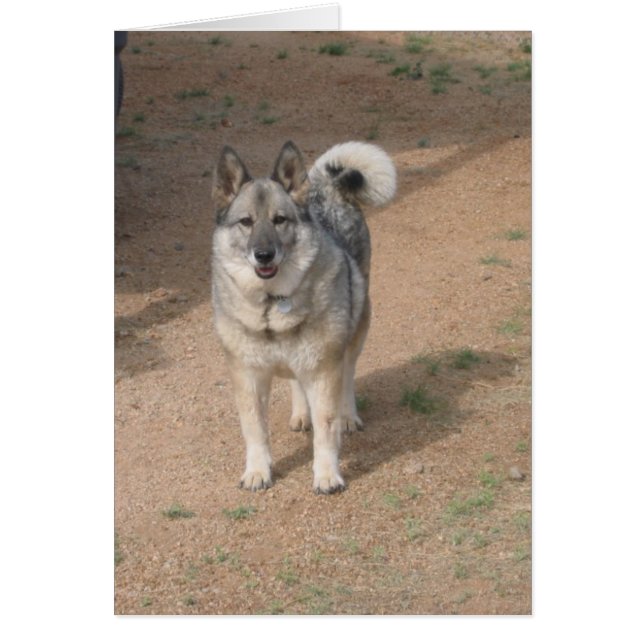 Savannah Smiling (Vorne)