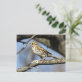 Savannah Sparrow Postkarte (Stehend Vorderseite)