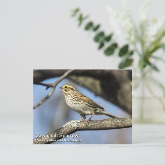 Savannah Sparrow Postkarte (Stehend Vorderseite)