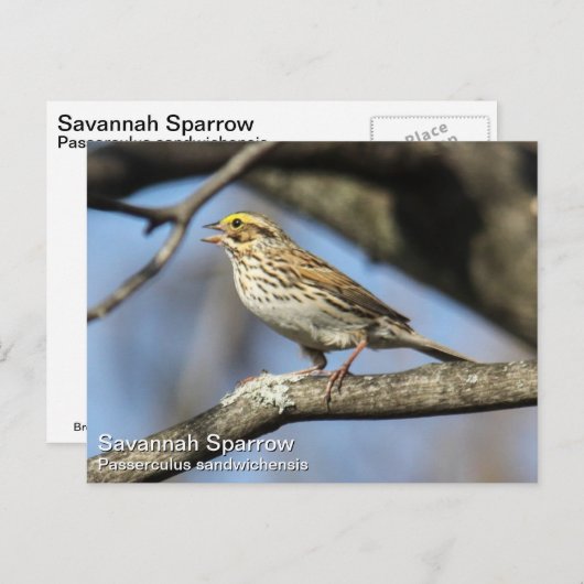 Savannah Sparrow Postkarte (Vorne/Hinten)