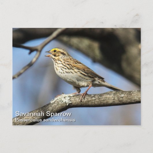Savannah Sparrow Postkarte (Vorderseite)