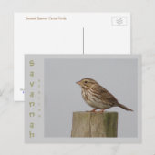Savannah Sparrow Postkarte (Vorne/Hinten)