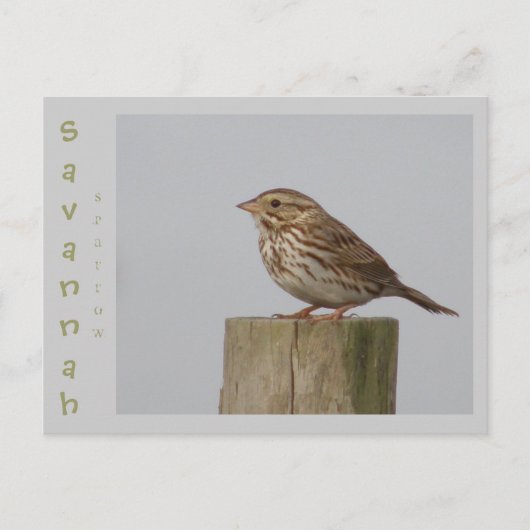 Savannah Sparrow Postkarte (Vorderseite)