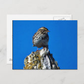 Savannah Sparrow Postkarte (Vorne/Hinten)