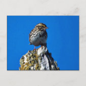 Savannah Sparrow Postkarte (Vorderseite)