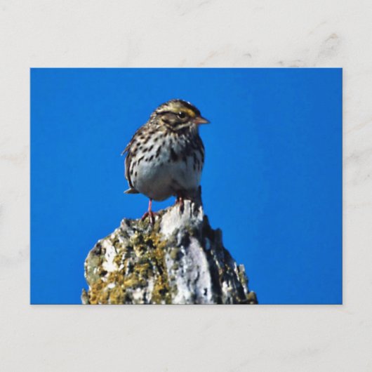 Savannah Sparrow Postkarte (Vorderseite)