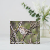 Savannah Sparrow Postkarte (Stehend Vorderseite)