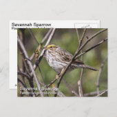 Savannah Sparrow Postkarte (Vorne/Hinten)