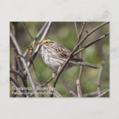 Savannah Sparrow Postkarte (Vorderseite)