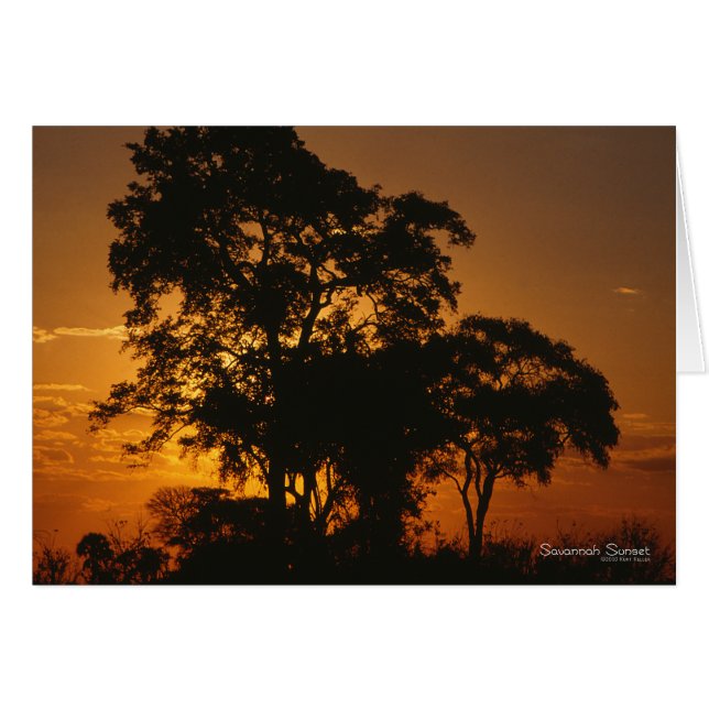 Savannah Sunset (Vorderseite (Horizontal))