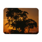 Savannah Sunset Foto Magnet (Horizontal)