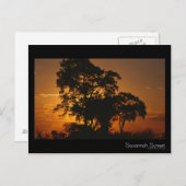 Savannah Sunset Postcard Postkarte (Vorne/Hinten)