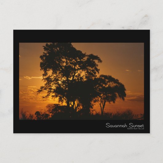 Savannah Sunset Postcard Postkarte (Vorderseite)