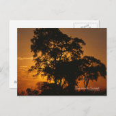 Savannah Sunset Postkarte (Vorne/Hinten)