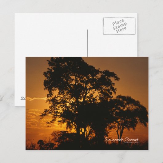 Savannah Sunset Postkarte (Vorne/Hinten)