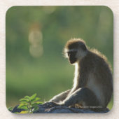 Savanne-Affe Untersetzer (Vorderseite)