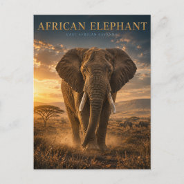 Savanne-Tiere des afrikanischen Elefanten Postkarte