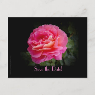 Save the Date 15-jähriges Party Pink Rose Ankündigungspostkarte