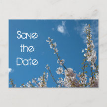 Save the Date blühen Kirschen in blauem Himmel.