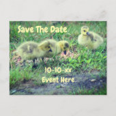 Save The Date Canada Geese Babies Nature Ankündigungspostkarte (Vorderseite)