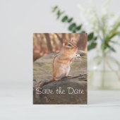 Save the Date Chipmunk Postcard Ankündigungspostkarte (Stehend Vorderseite)