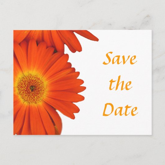 Save the Date, gerbera daisy Blume Ankündigungspostkarte (Vorderseite)