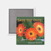 Save the Date, gerbera daisy Blume Magnet (Vorderseite/Rückseite)