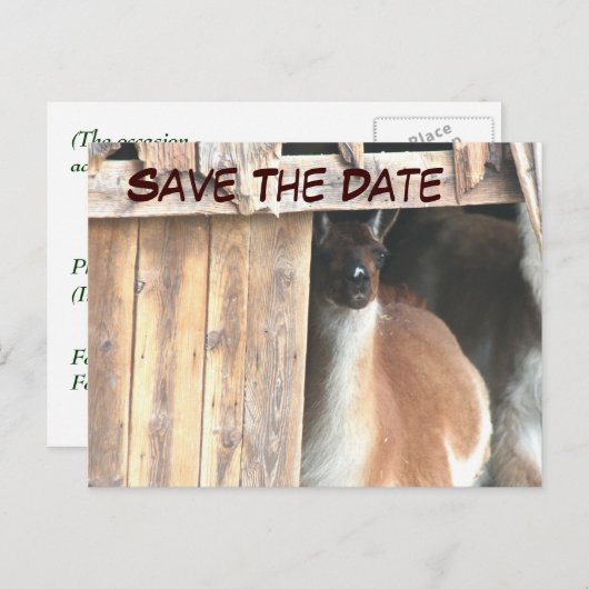 Save the Date Hübsches Llama Foto Postkarte (Vorne/Hinten)
