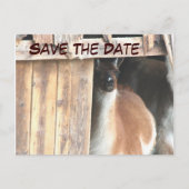Save the Date Hübsches Llama Foto Postkarte (Vorderseite)