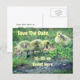 Save The Date Kanada Gänse Babys Natur Ankündigungspostkarte