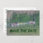 Save the Date Kanada Geese Nature Postcard Ankündigungspostkarte (Vorne/Hinten)