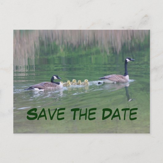 Save the Date Kanada Geese Nature Postcard Ankündigungspostkarte (Vorderseite)