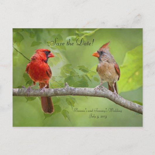 Save The Date! Kardinal Pair Ankündigungspostkarte (Vorderseite)