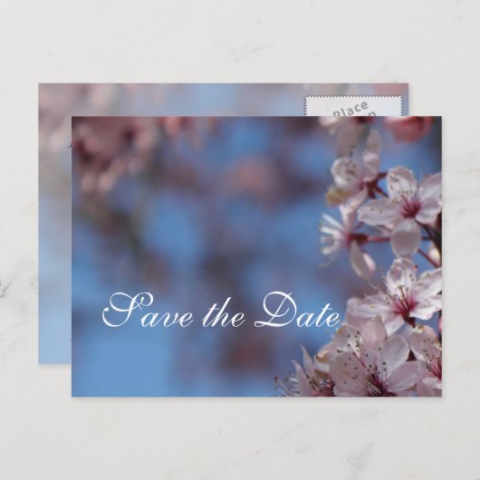Save the Date Kirschblüte Ankündigungspostkarte (Vorne/Hinten)