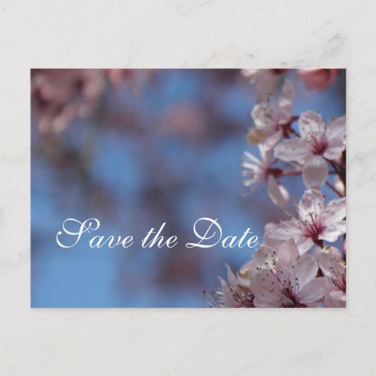 Save the Date Kirschblüte Ankündigungspostkarte (Vorderseite)