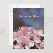 Save the Date Kirschblüte Ankündigungspostkarte (Vorne/Hinten)