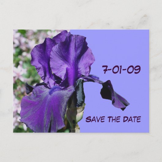Save the Date Lila Iris Blume Foto Postkarte (Vorderseite)